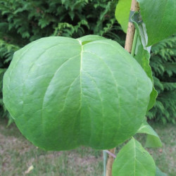 Cornus florida urbiniana