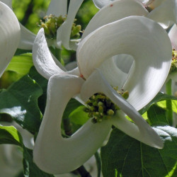 Cornus florida urbiniana
