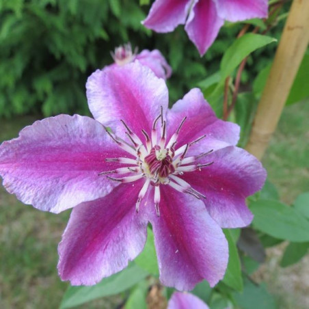 Clematis ooh la la