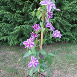 Clematis ooh la la