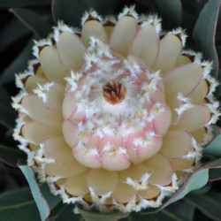 Protea magnifica