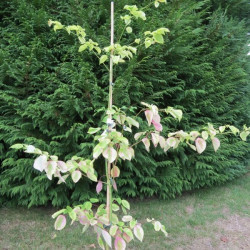 Cornus alternifolia golden shadow