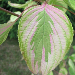 Cornus alternifolia golden shadow