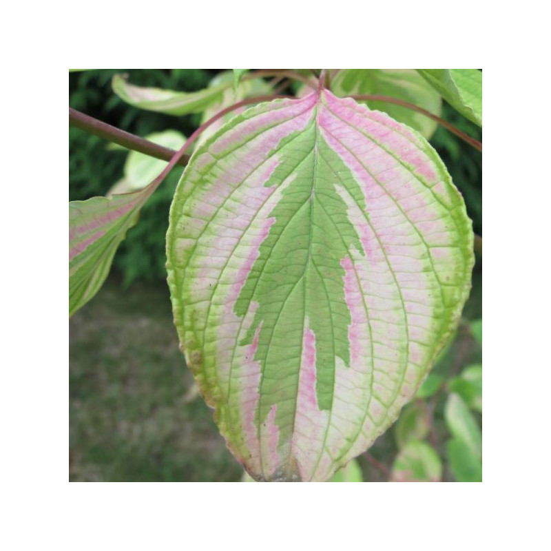 Cornus alternifolia golden shadow