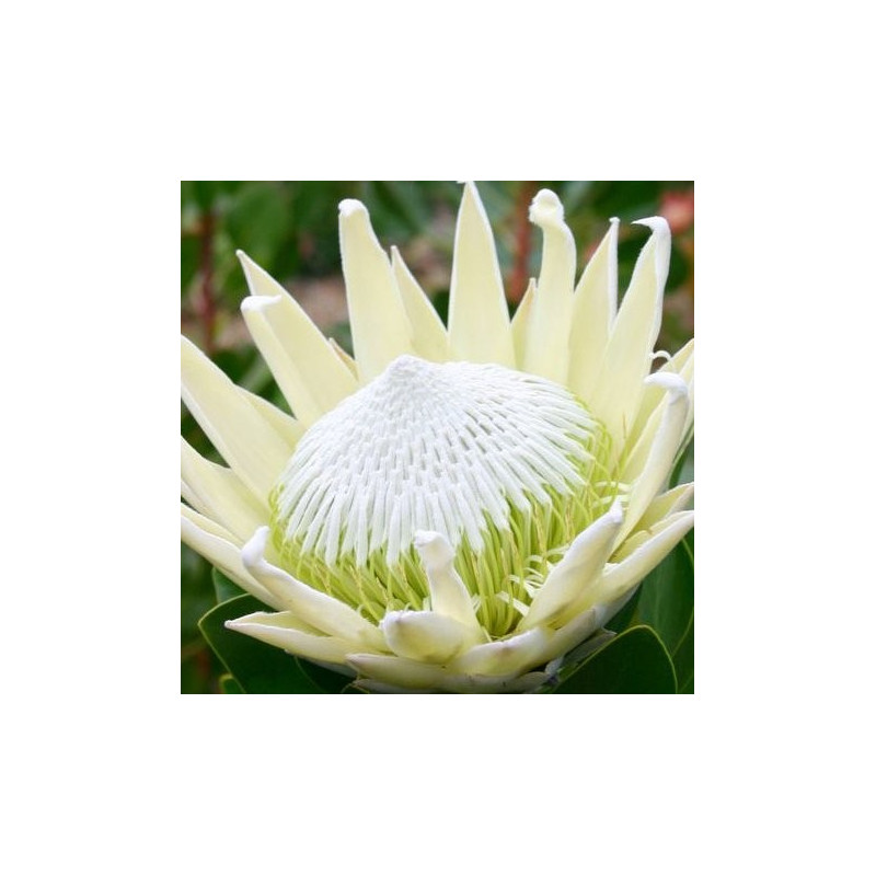 Protea white ice®