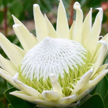 Protea white ice®