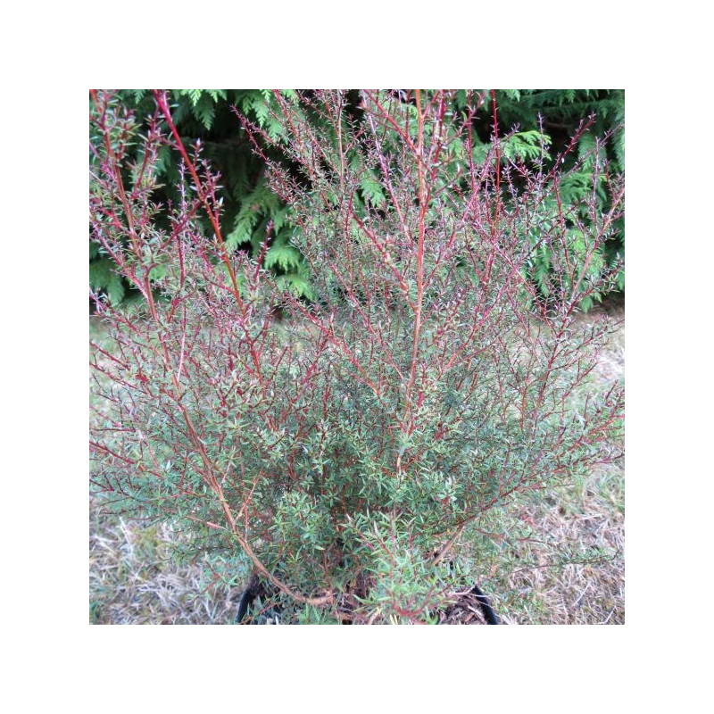 Leptospermum Wiri Joan