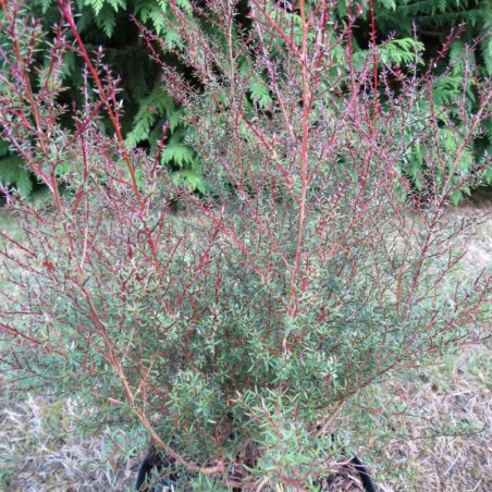 Leptospermum Wiri Joan