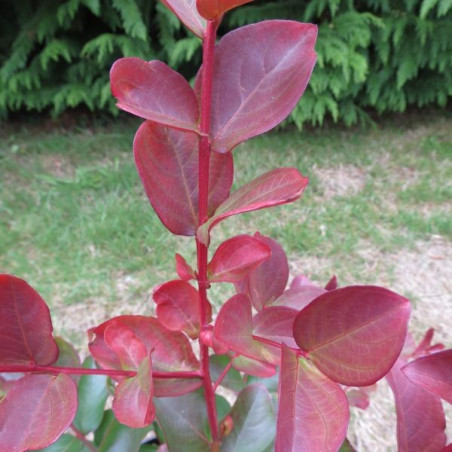 Lagerstroemia dynamite