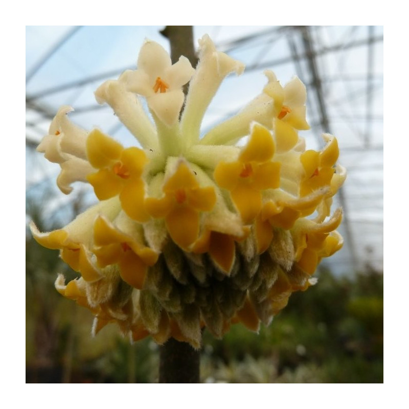 Edgeworthia winterliebe