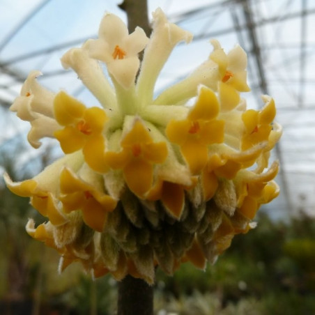 Edgeworthia winterliebe