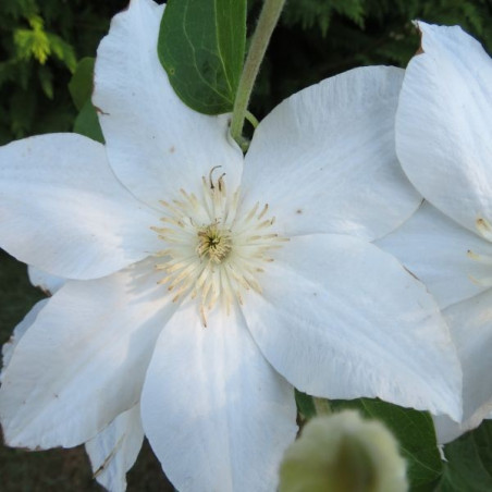 Clematis aneta