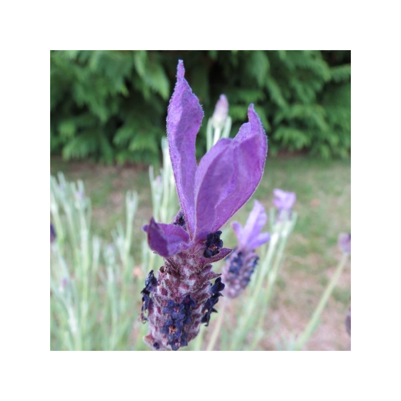 Lavandula Madrid purple