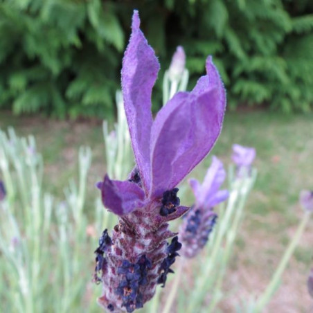 Lavandula Madrid purple