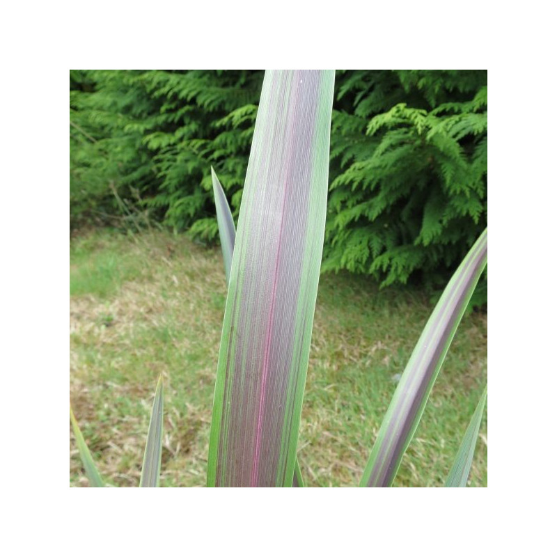 Phormium chocomint®