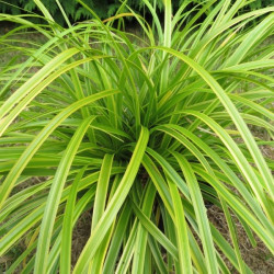 Carex everlime®