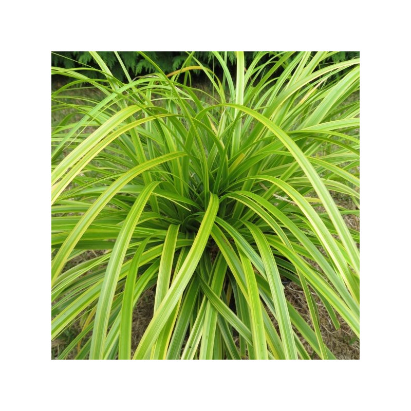 Carex everlime®