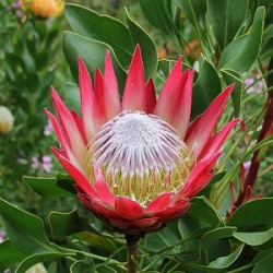 Protea madiba