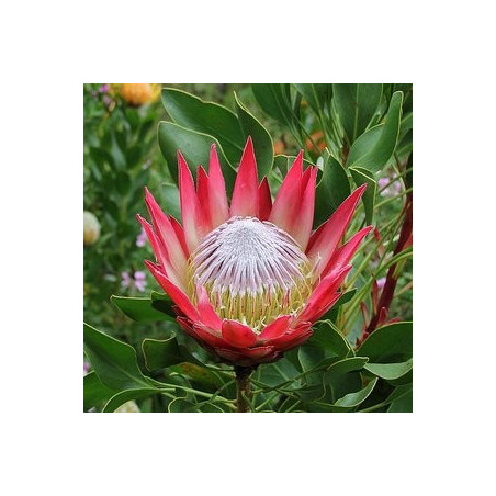 Protea madiba