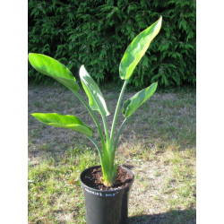 Strelitzia Mandela's gold