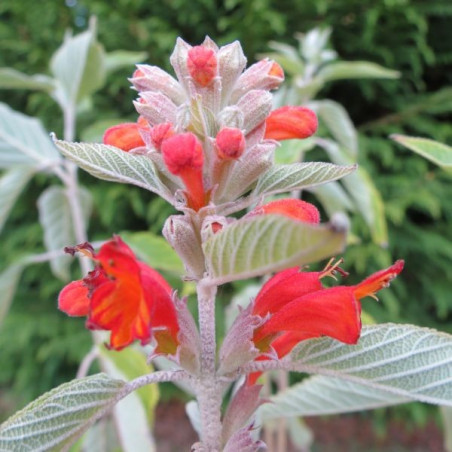 Colquhounia coccinea