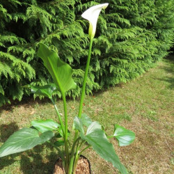 Zantedeschia colombe de la paix