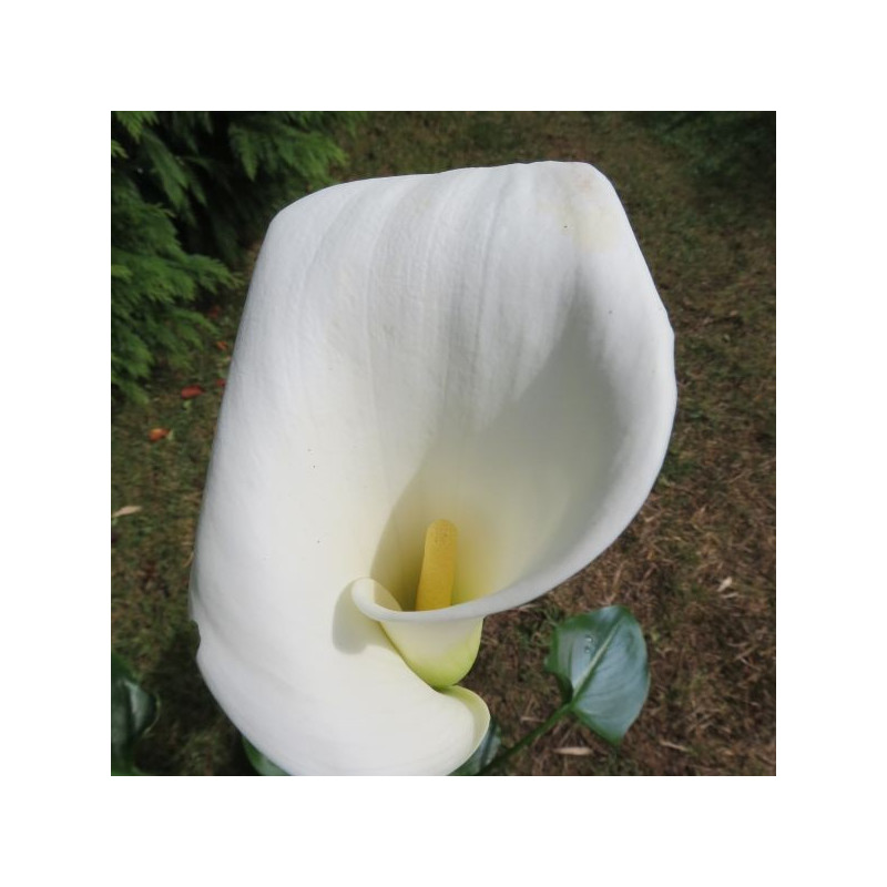 Zantedeschia colombe de la paix