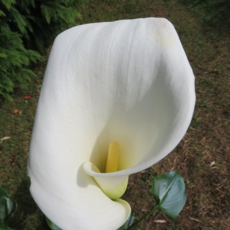 Zantedeschia colombe de la paix