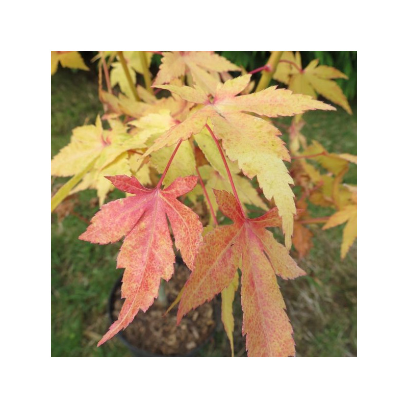 Acer palmatum shin-nyo®