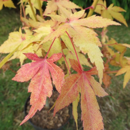 Acer palmatum shin-nyo