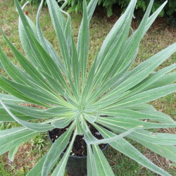 Echium wildpretii