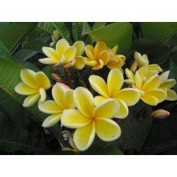 Plumeria Heidi gold