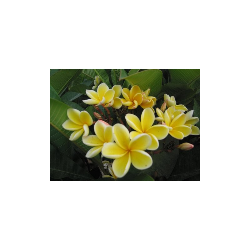 Plumeria Heidi gold