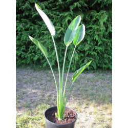 Strelitzia Mandela's gold