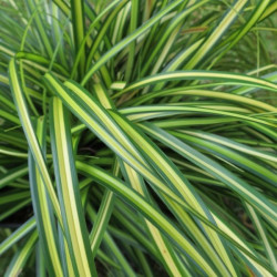 Carex eversheen®