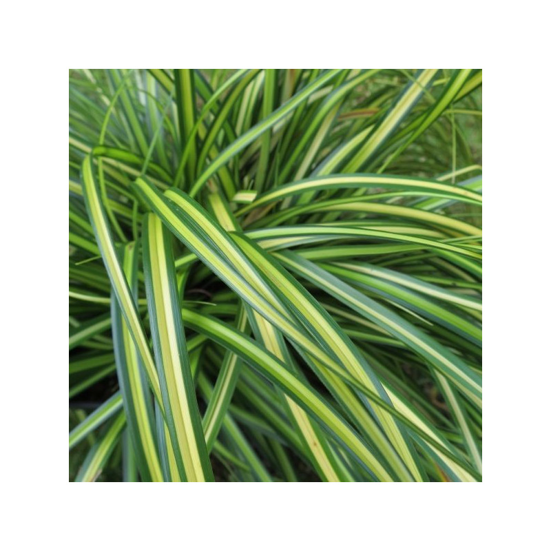 Carex eversheen®