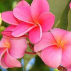 Plumeria Samoan fluff pink