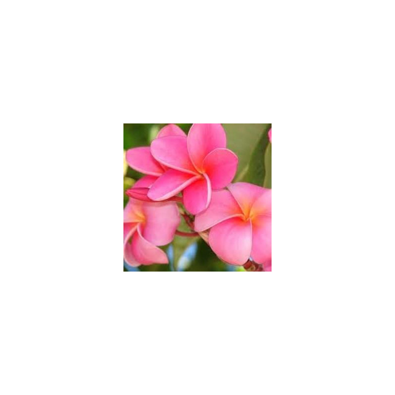 Plumeria Samoan fluff pink