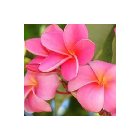 Plumeria Samoan fluff pink