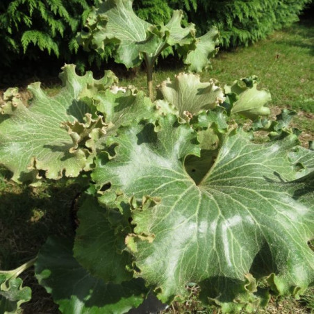 Farfugium crispatum