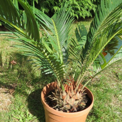 Cycas revoluta