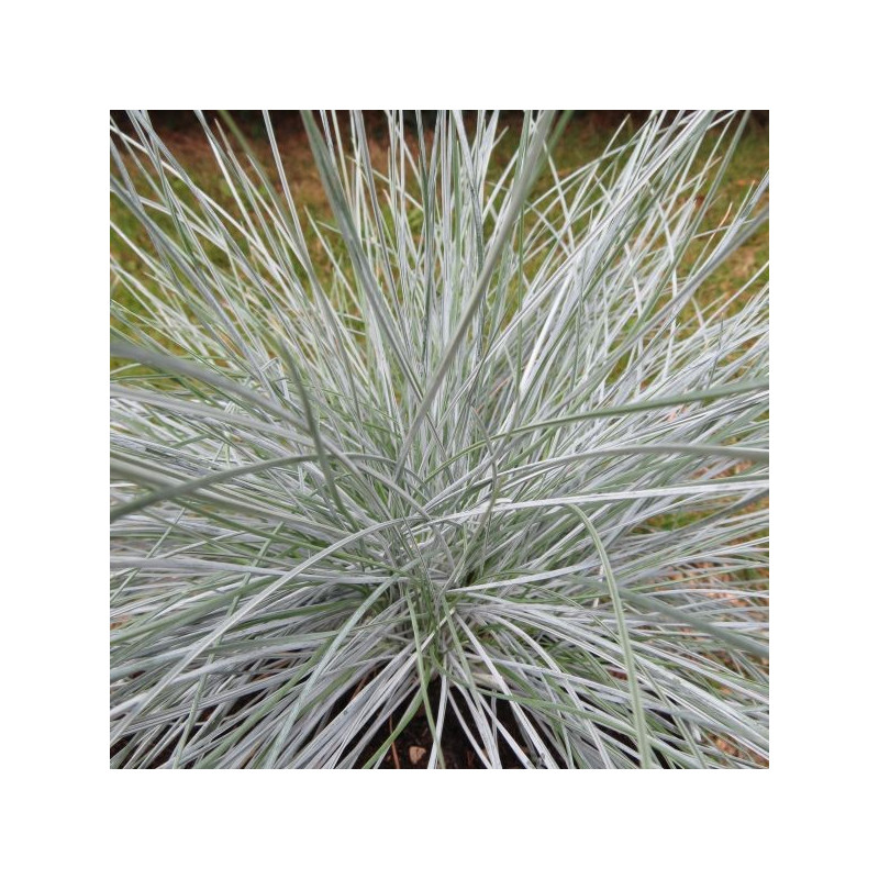 Festuca intense blue