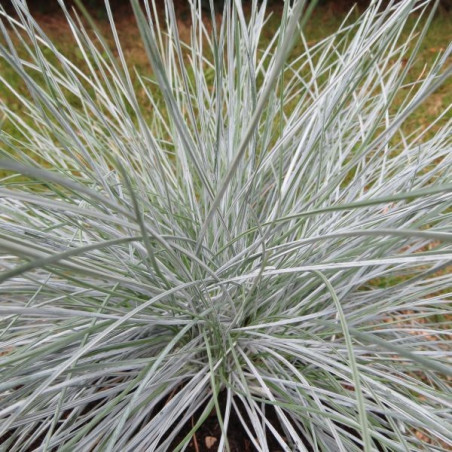 Festuca intense blue