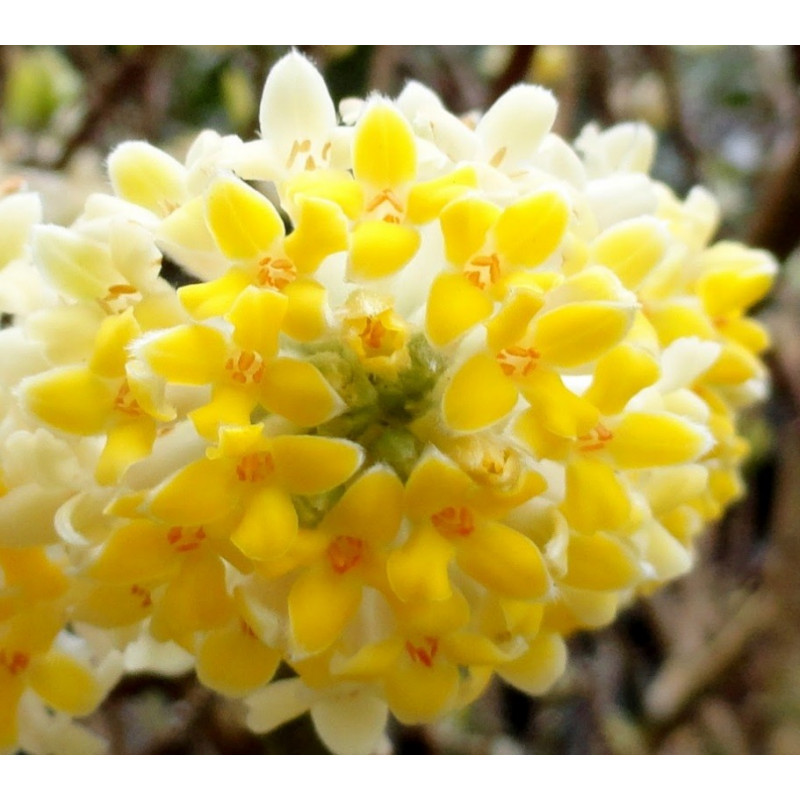 Edgeworthia Nanjing gold