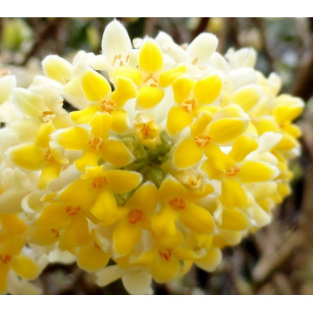 Edgeworthia Nanjing gold