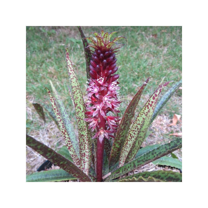 Eucomis octopus