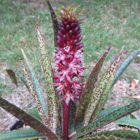 Eucomis octopus