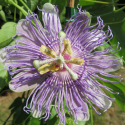 Passiflora incarnata