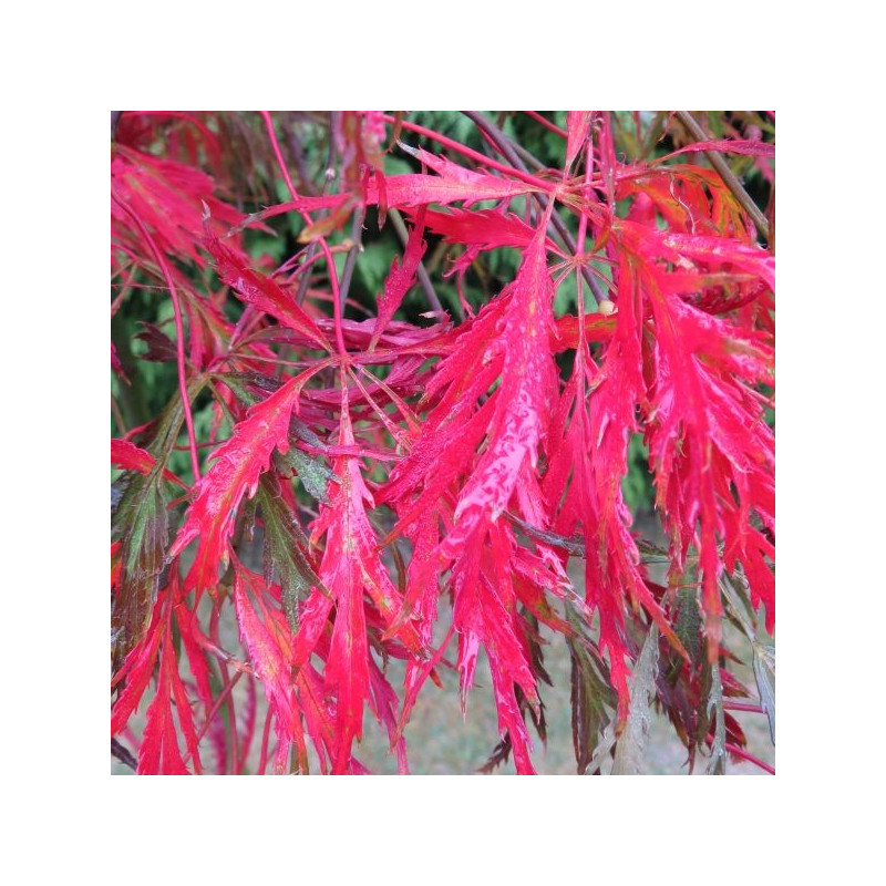 Acer palmatum dissectum 'crimson queen'