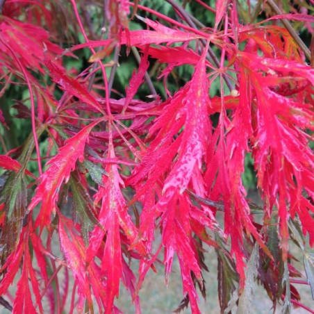 Acer palmatum crimson queen